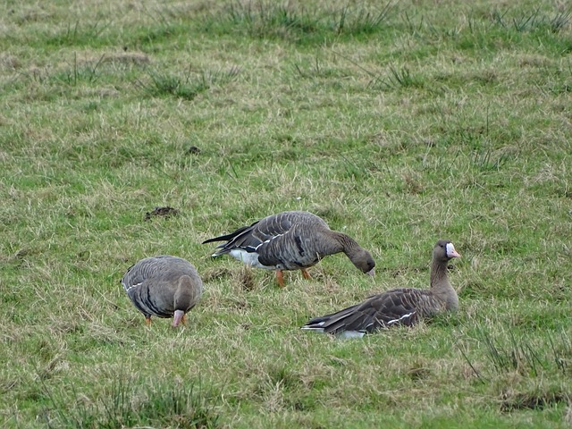 的失衡和战 的失衡和战